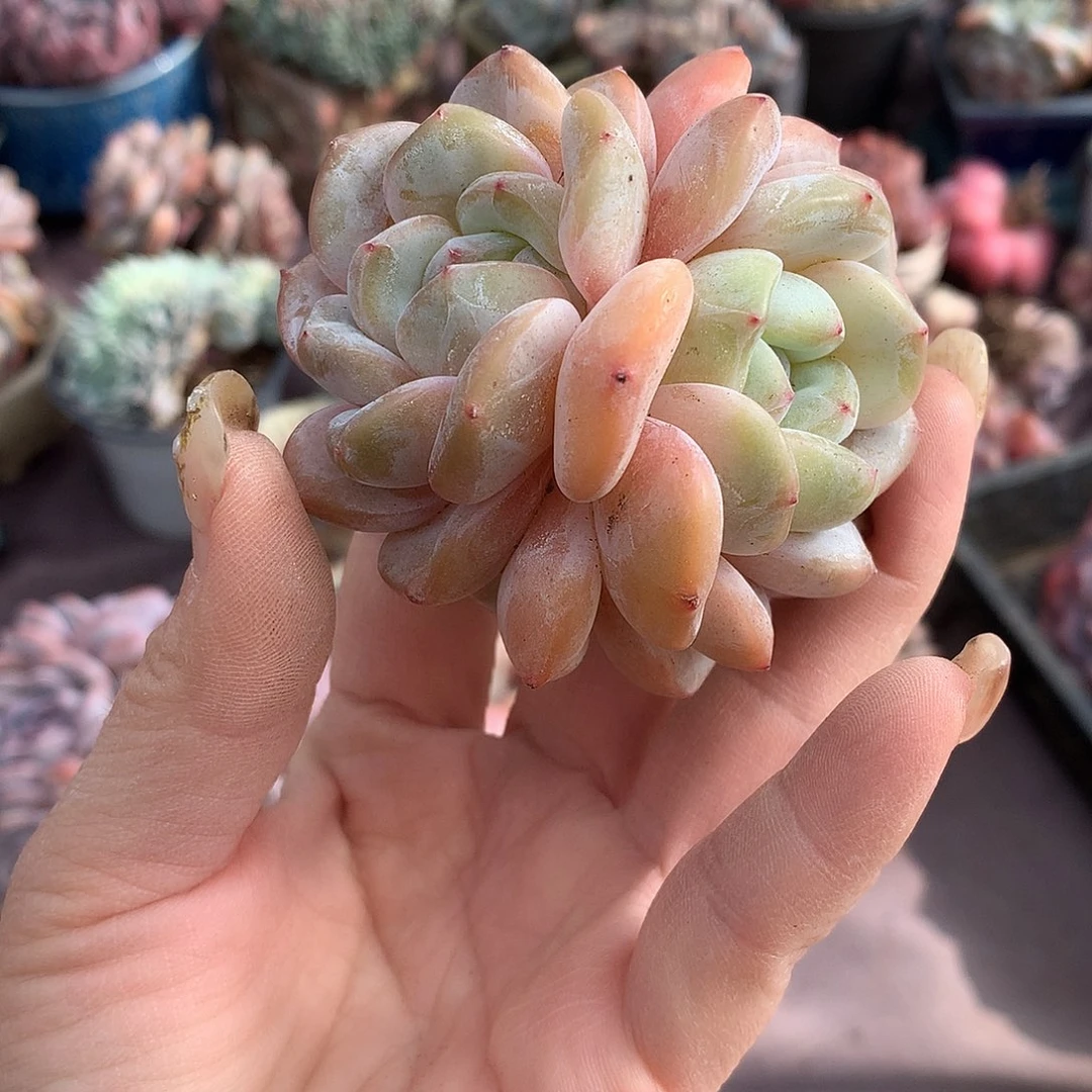 哈哈哈哈哈哈哈石榴籽冰玉