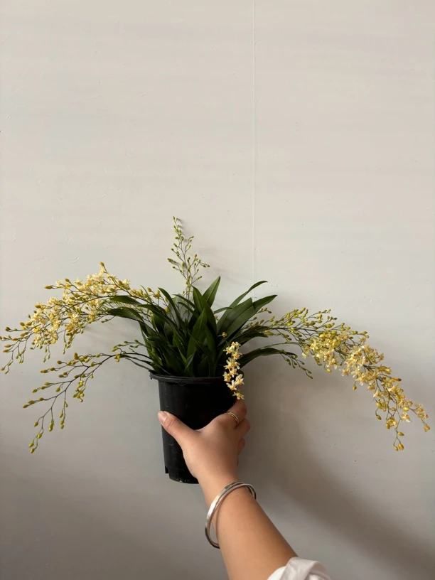 梦香兰--多枝罗曼香梦香兰