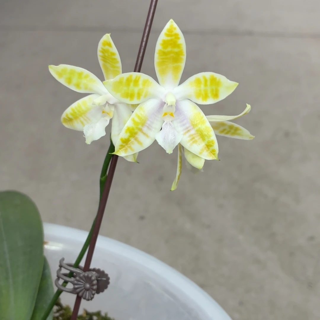 当前无花朵，栽培后可花朵A2569yss1162