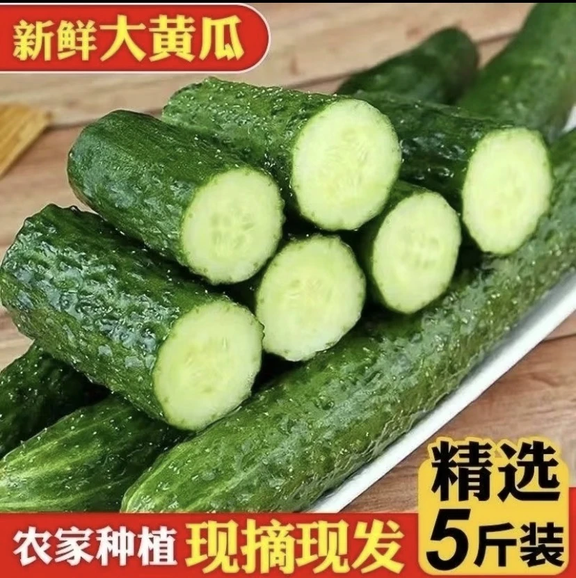 精品新鲜黄瓜现摘现发