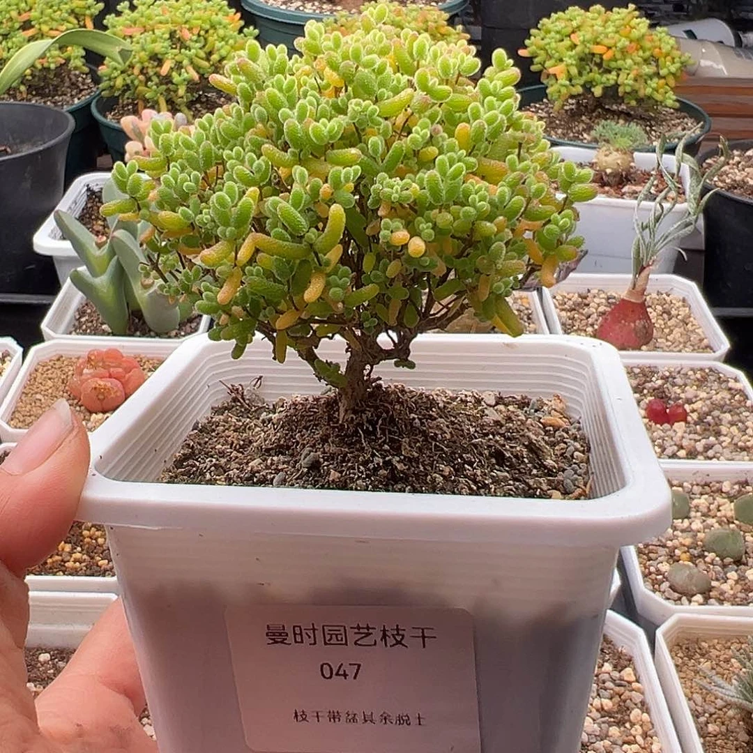 47号密橘糖球11.30多肉