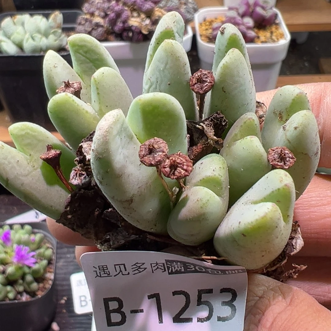 多肉植物11111111111