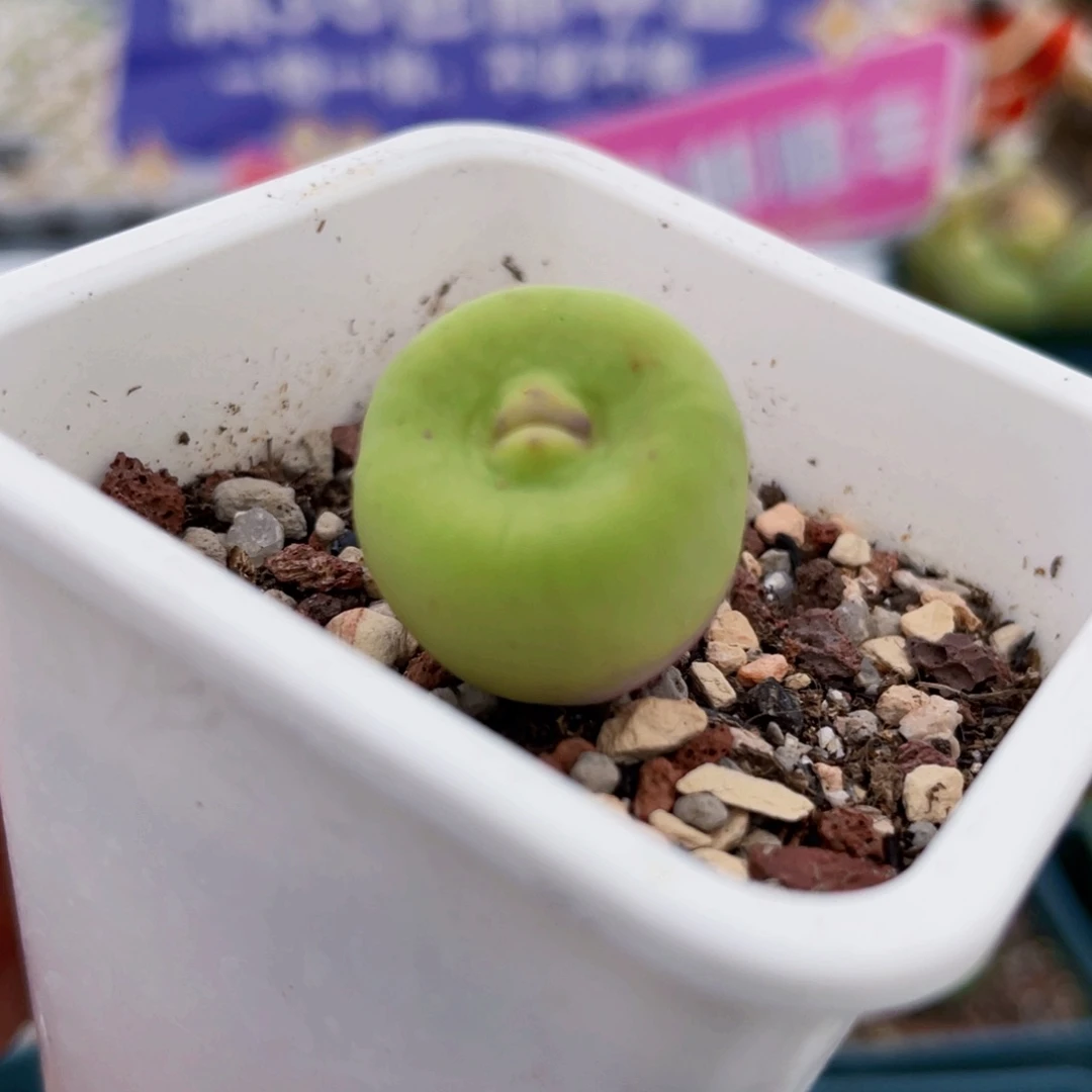 歌姬嘴植物一物一拍