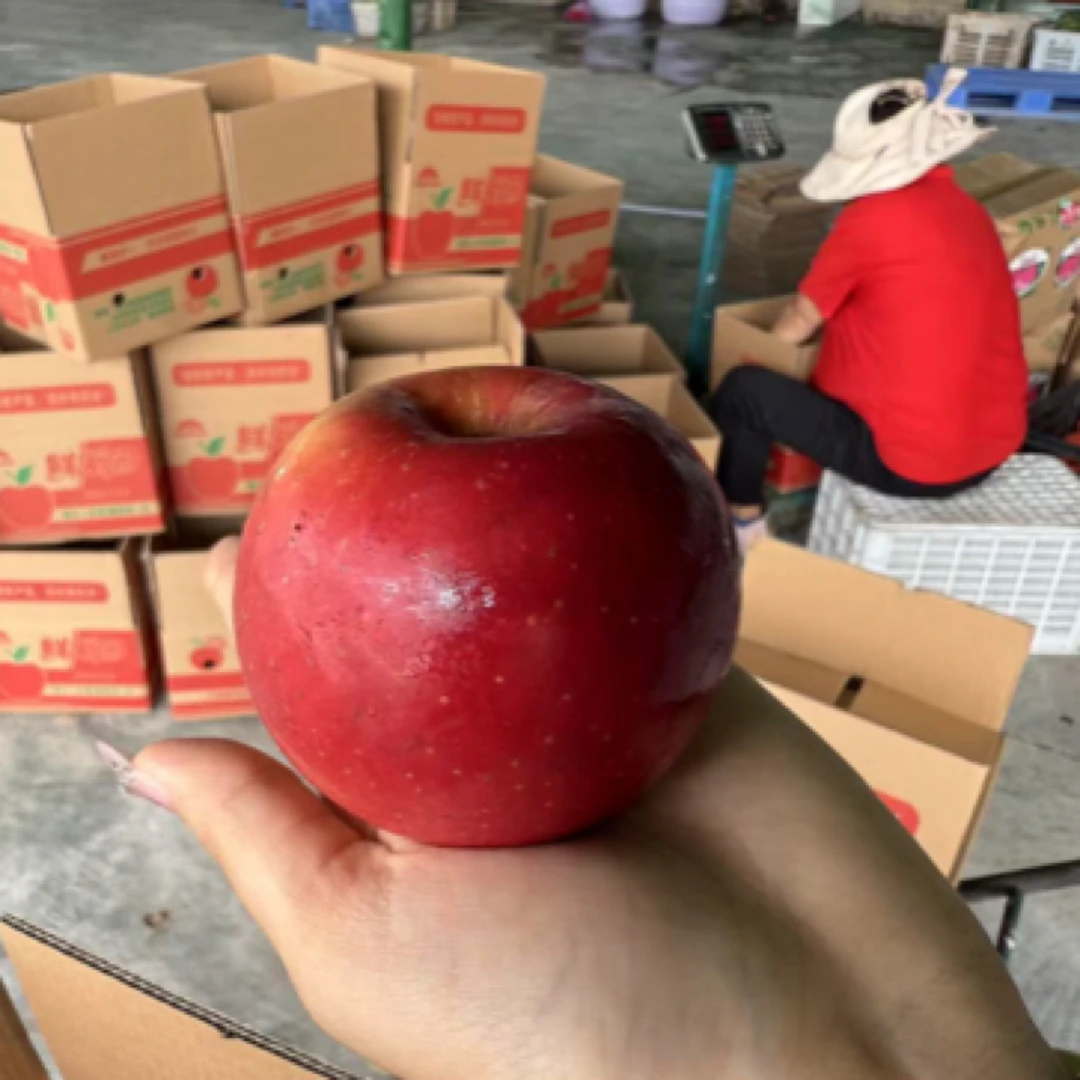 【昭通丑苹果5斤装】不好看口感脆香甜微瑕疵大小果混装不介意拍