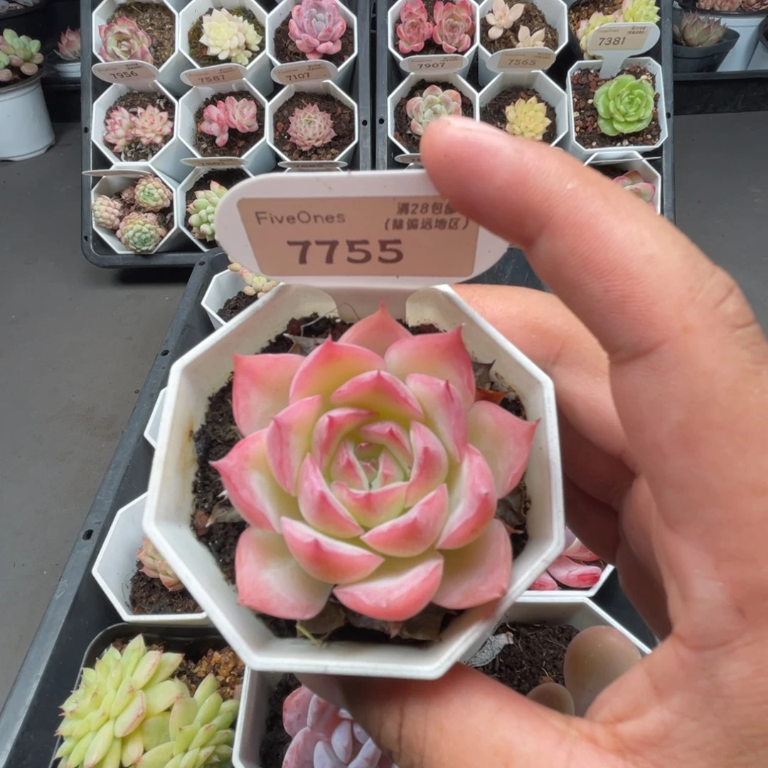 7755卡琳娜5.0厘米