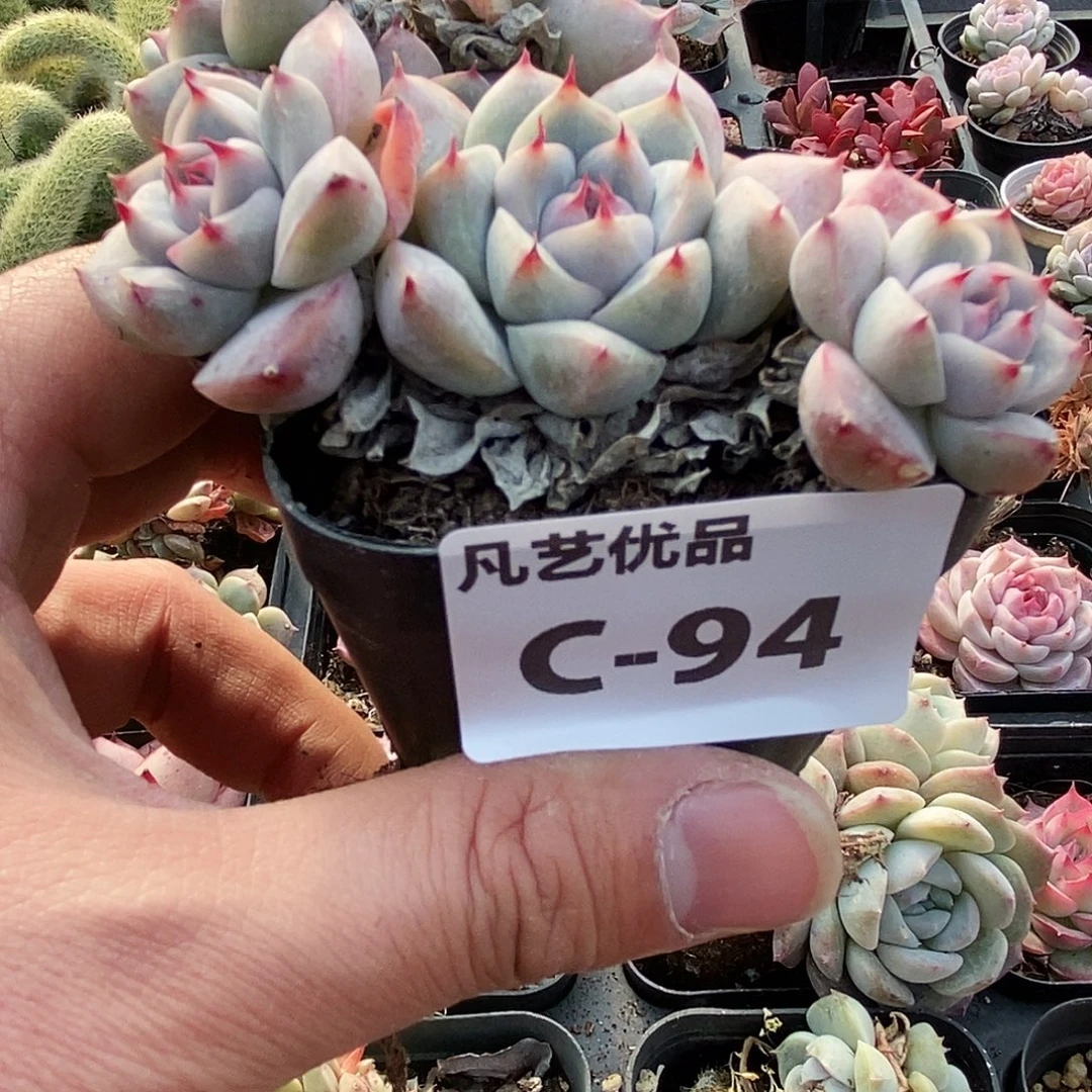 C94一物一拍满9.9包邮
