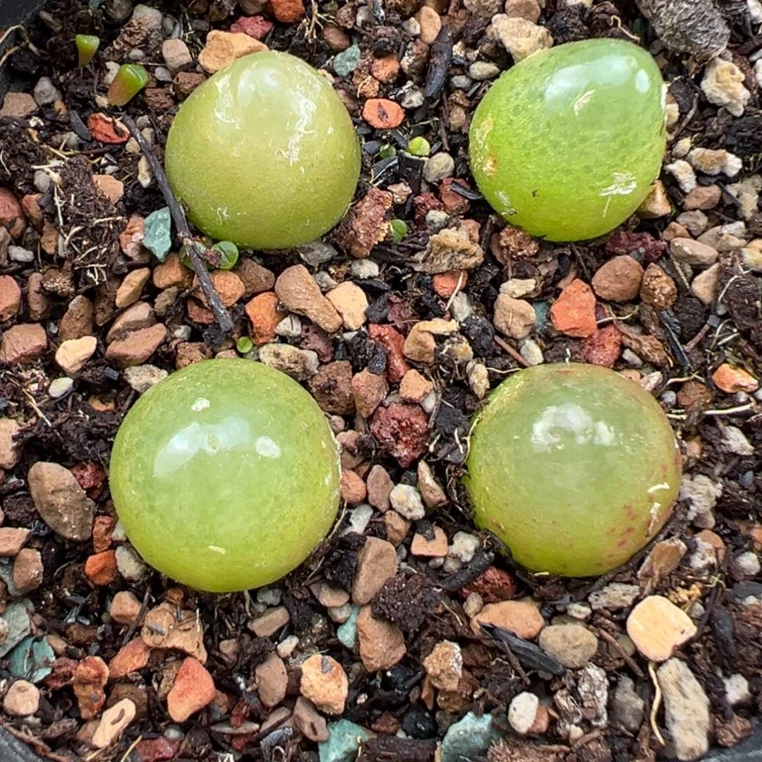 10.8好看的多肉脱土发货687