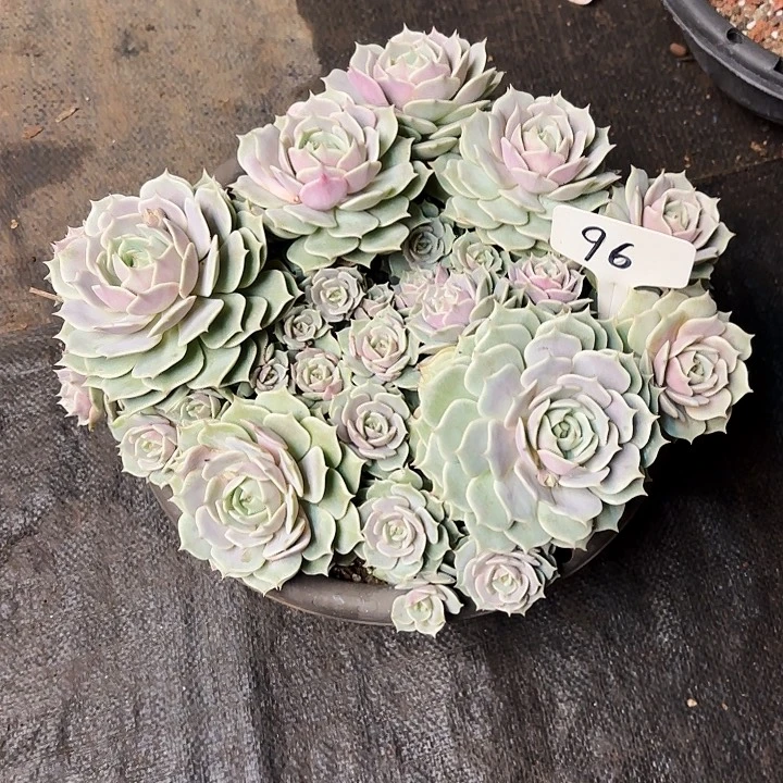 多肉植物，露娜莲96号