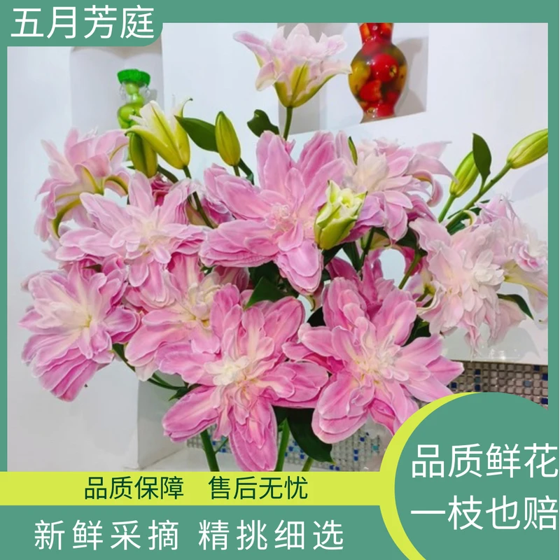 精品【莲花仙子树】重瓣百合#基地直发 全场鲜花满两单顺丰冷链