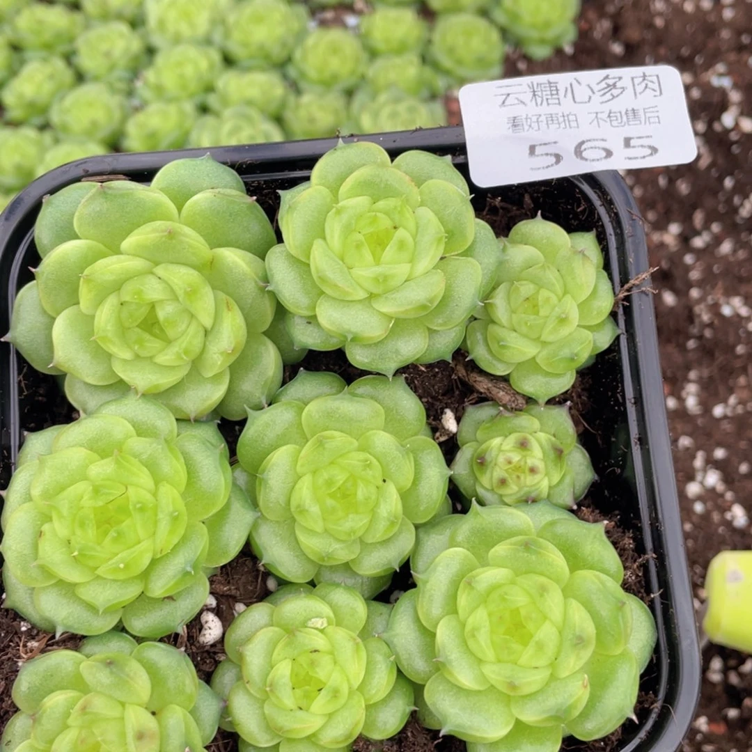 云糖心多肉植物565