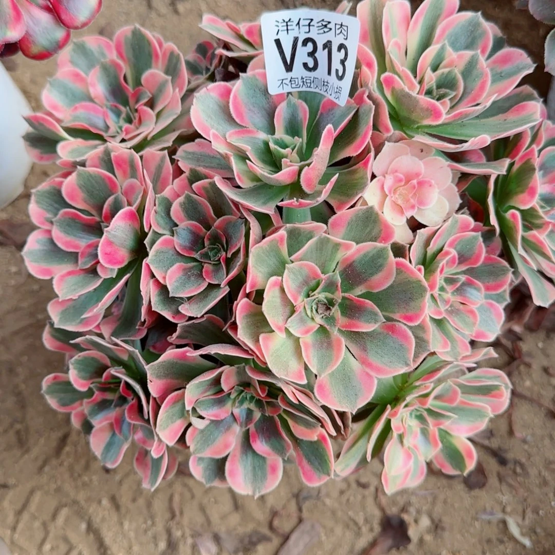 粉女巫法师313冠幅22