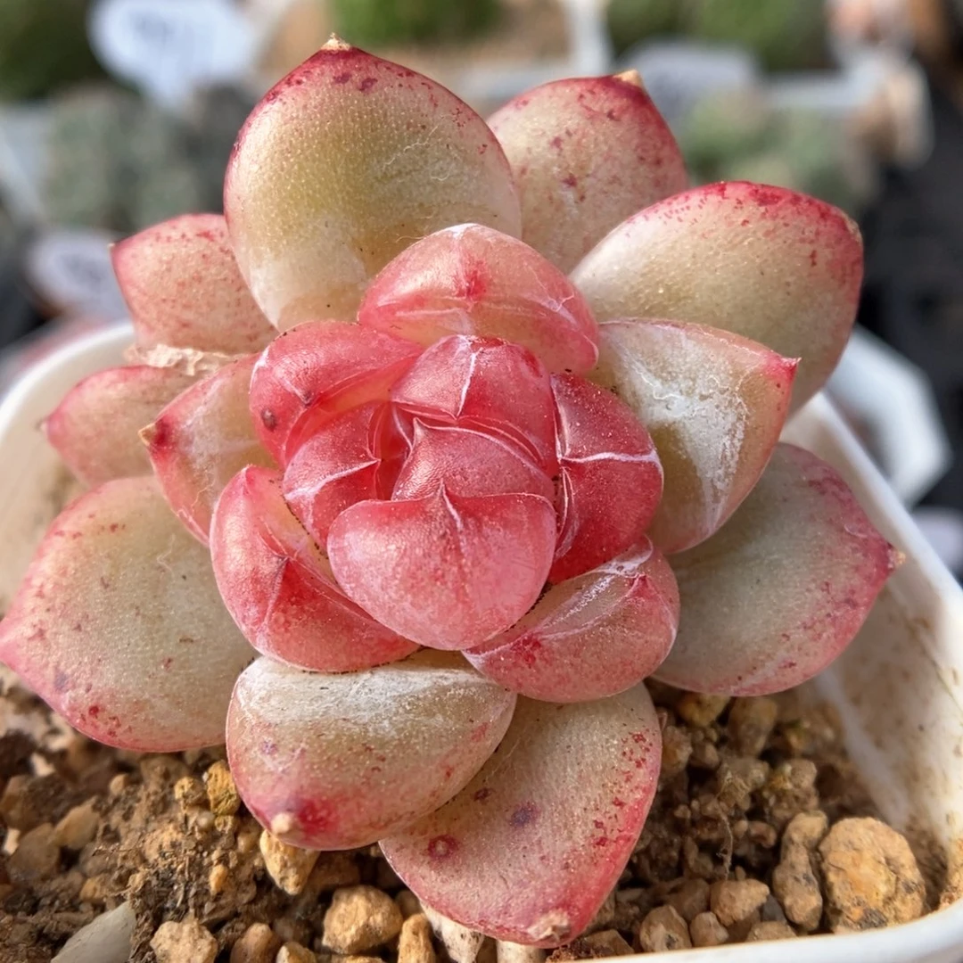 双头宝石心珍妮可拍957号