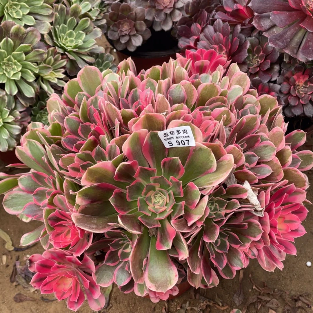 907皇后多肉法师断枝不包