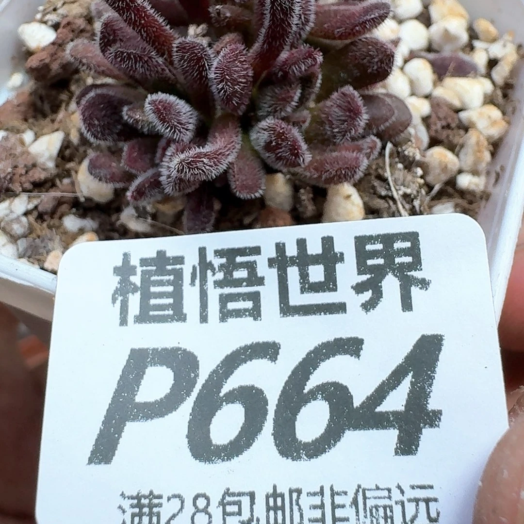 多肉植物的润泽发发