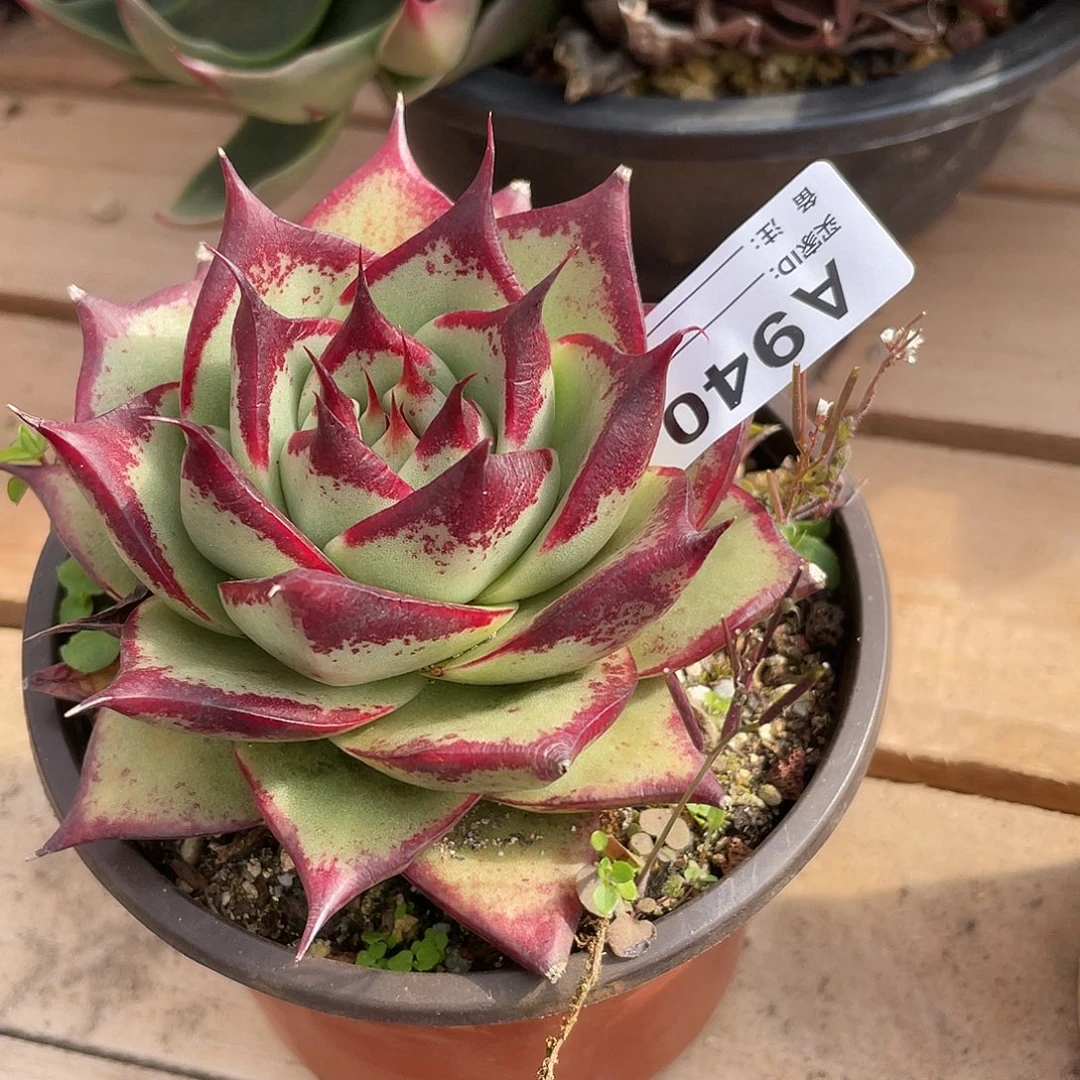 若如东云单拍A940