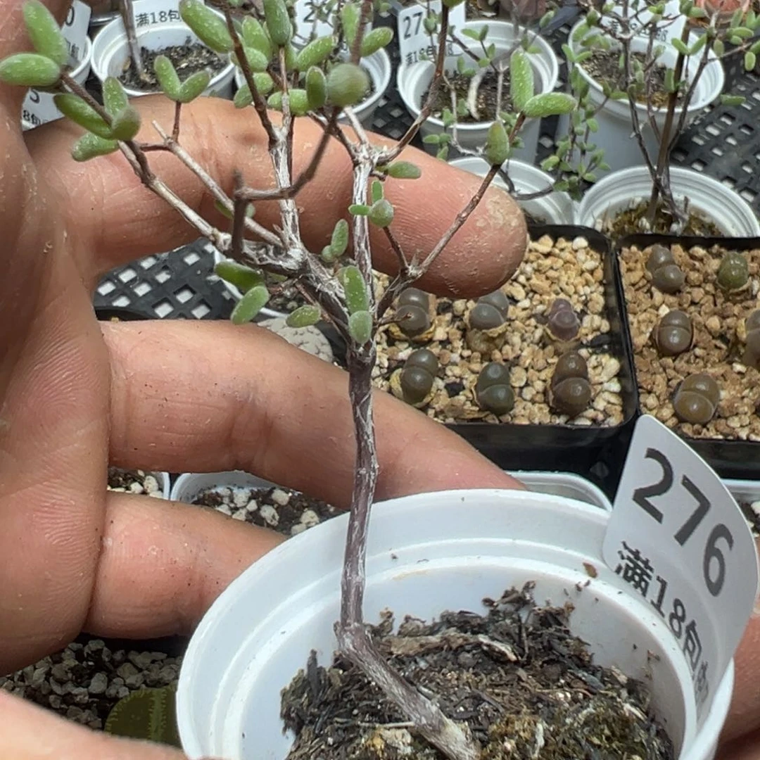 【闪购商品】 276。