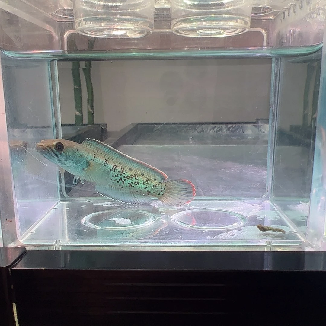 海水鱼巴卡二型鬼王雷龙