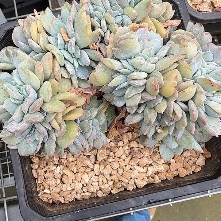 宠***拉青蛙王子儿童牙膏11