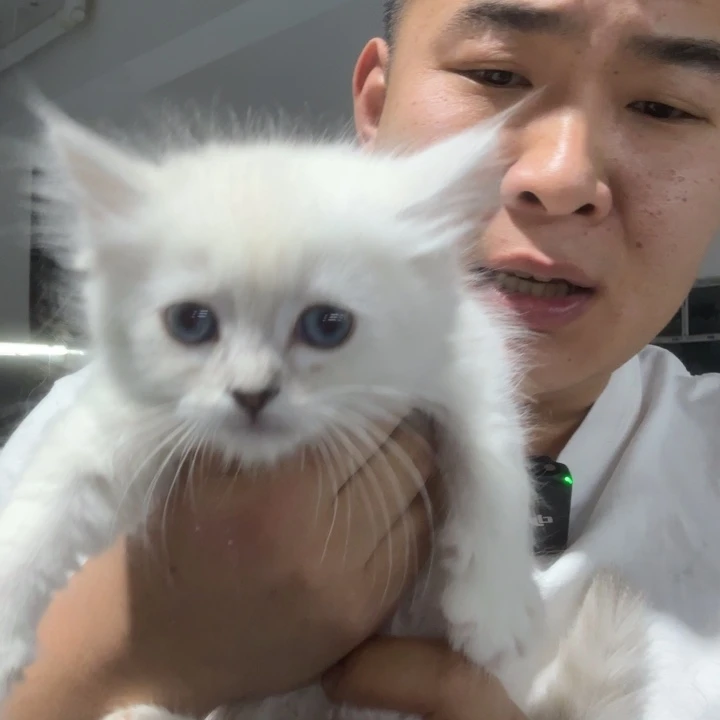 银点长毛妹妹  不包运费