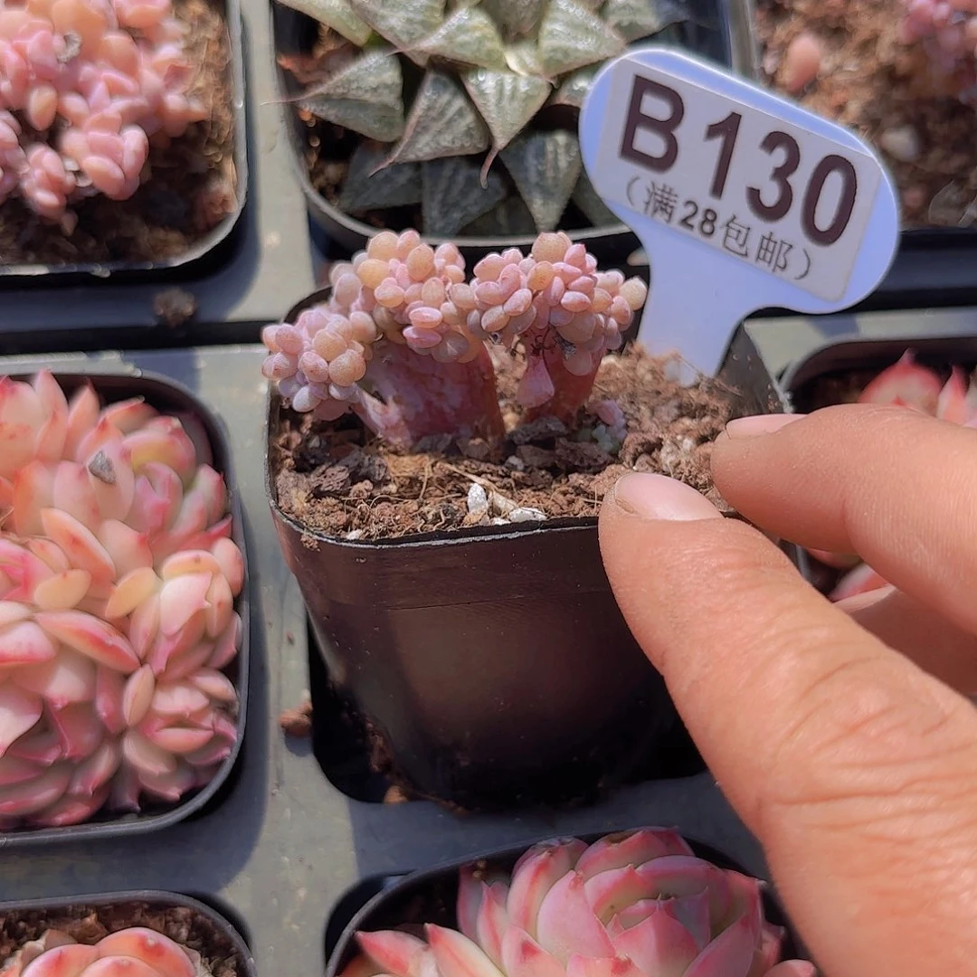 B130雪精灵缀一物一哦