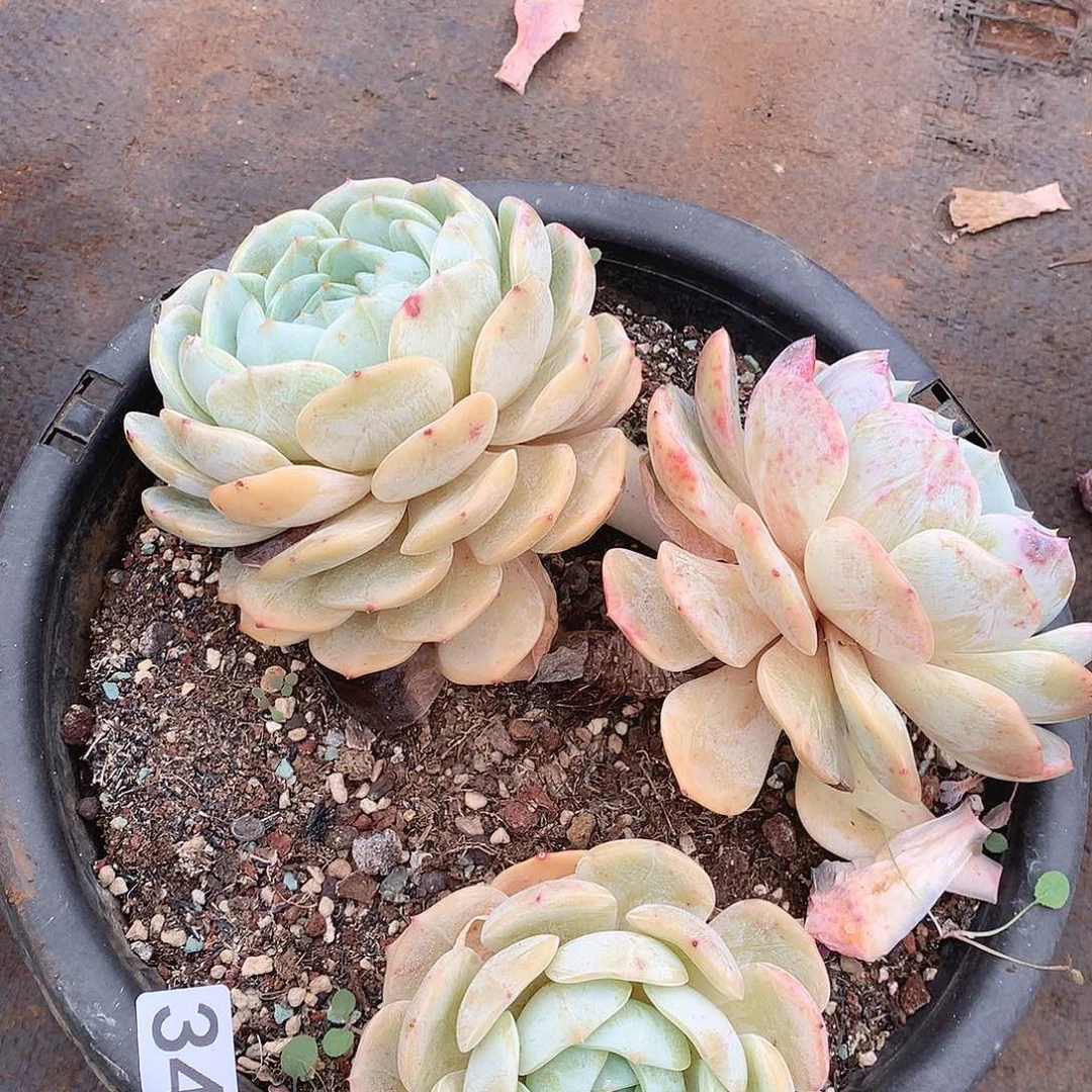 340劳林一物一拍多肉