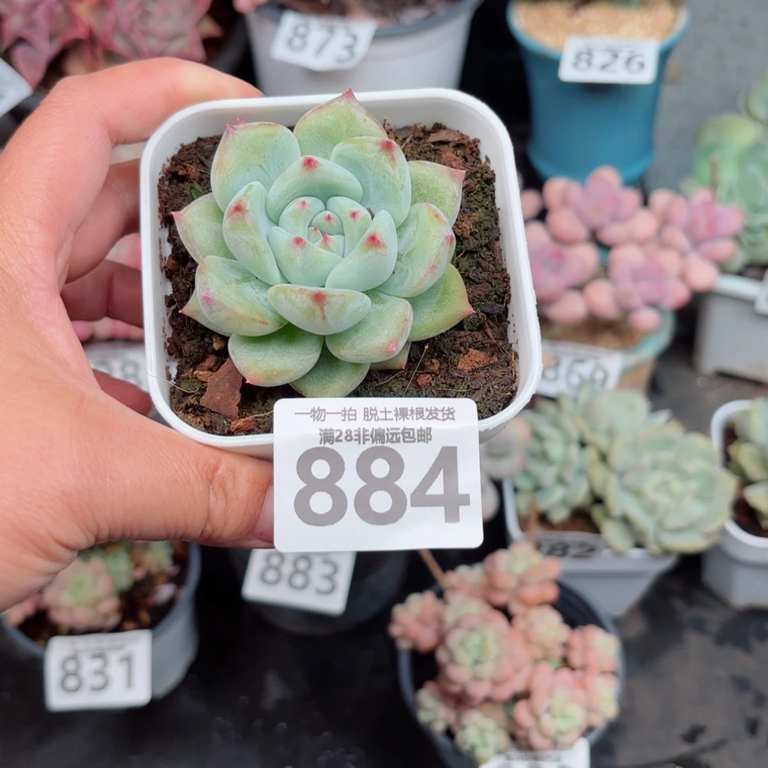 白拉糖无盆土发货