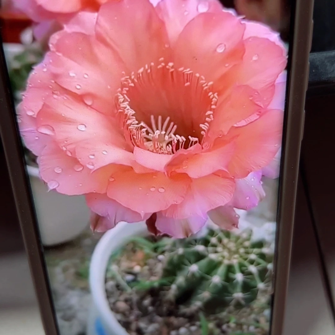 下78彩草睡美人歪侧芽4公分左右20包邮