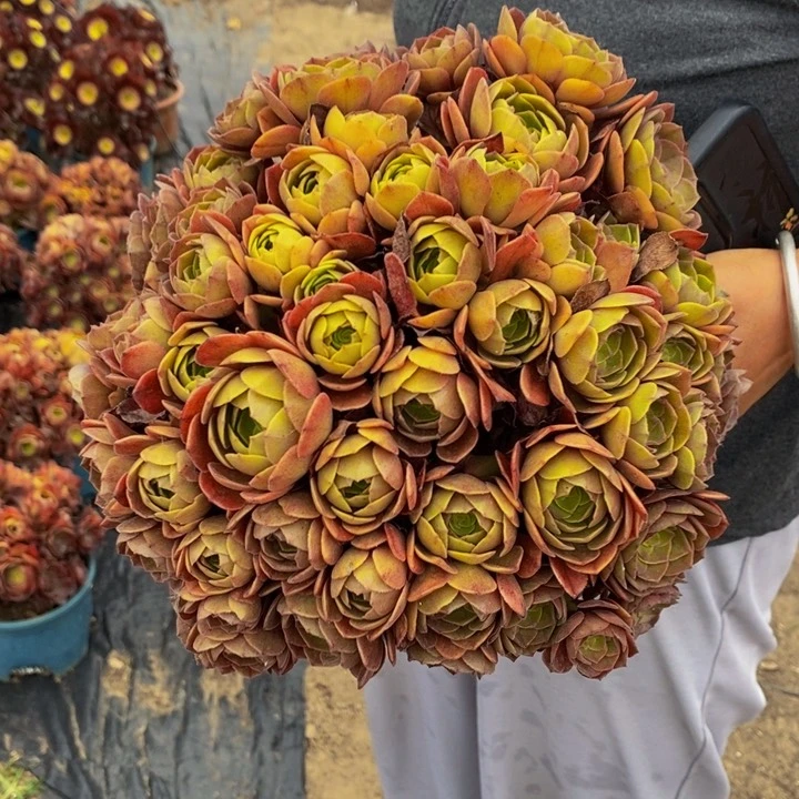 万圣节多肉多肉1颗多肉