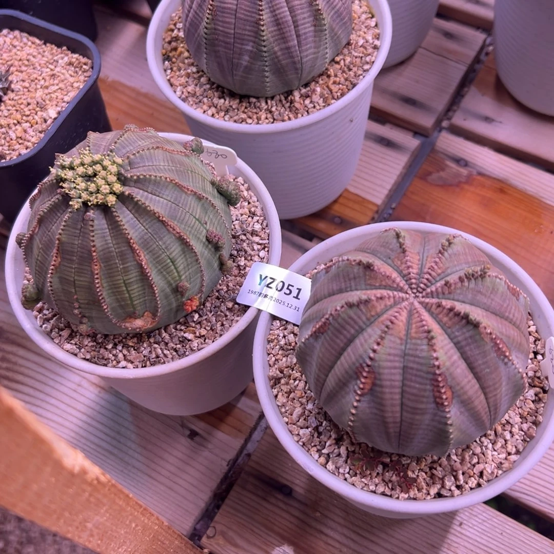 ****11987的美盆肉YZ051