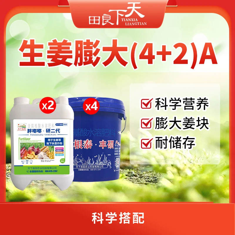 生姜膨大（4+2 ）A  膨大姜块 天下良田·胖嘟嘟研二代 海缘根泰丰硕