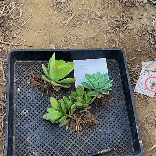 多肉三个品种四颗