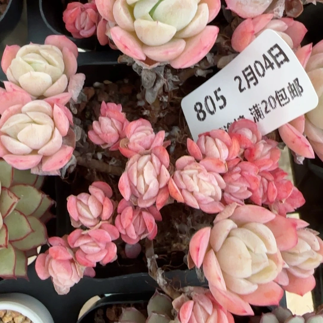 花语逸镜0204-805