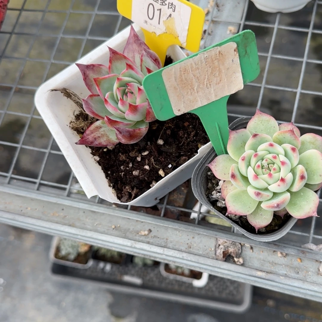 2***_多肉植物惊鸿仙子吉娃娃