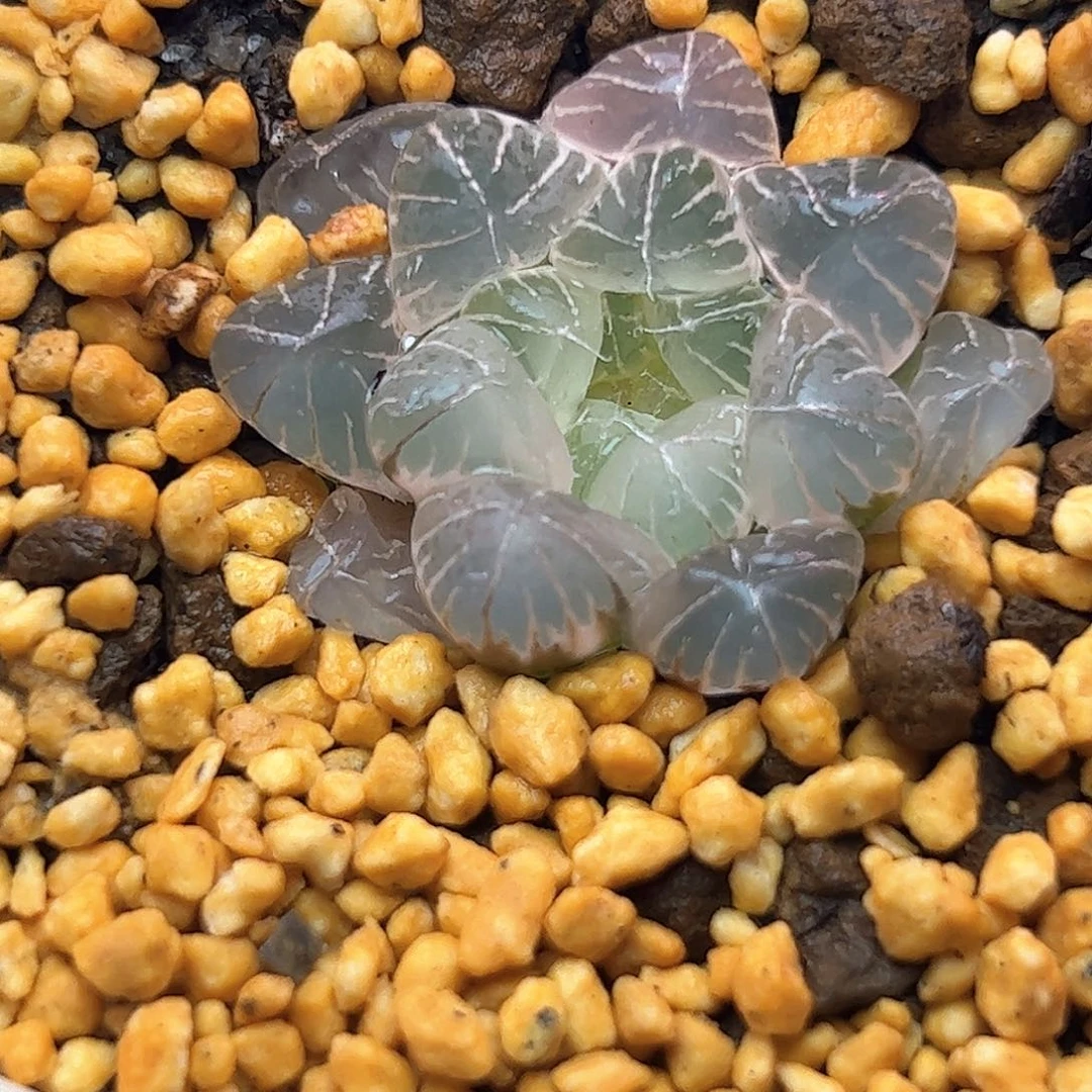 *****糊斑孙灯锦十二卷多肉植物