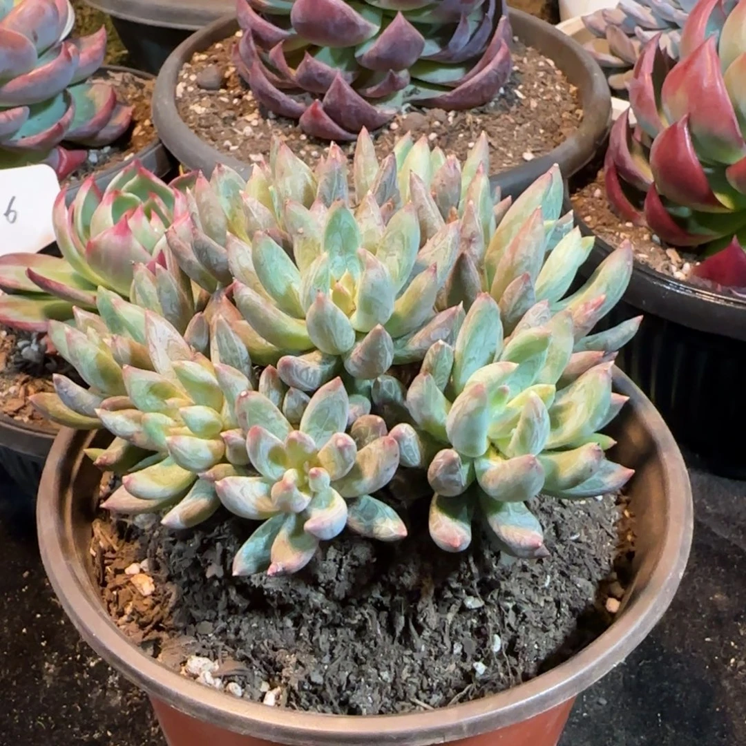 炫彩星一物一拍包装收缩花旱