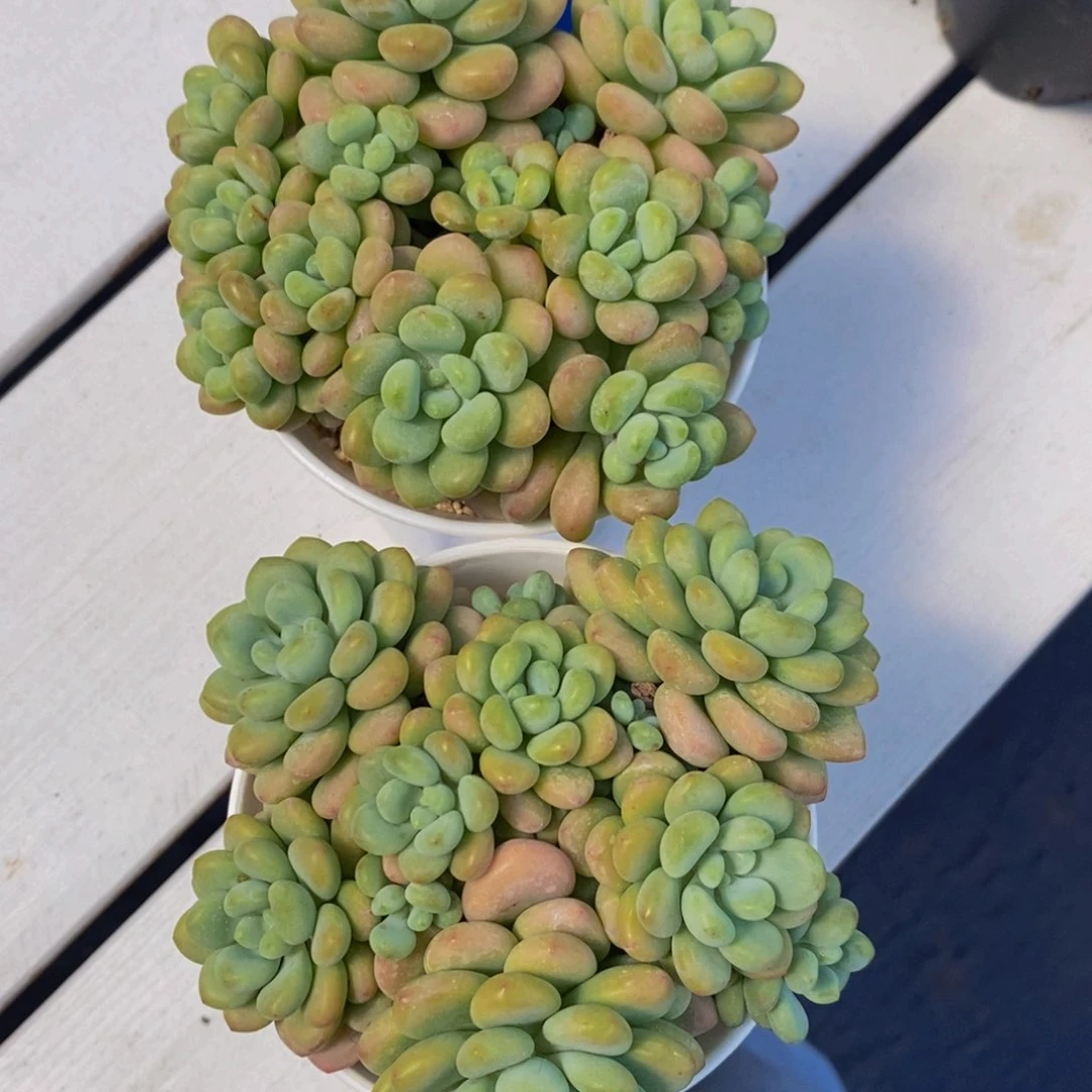 50-精品洛可可多头捧花群一个