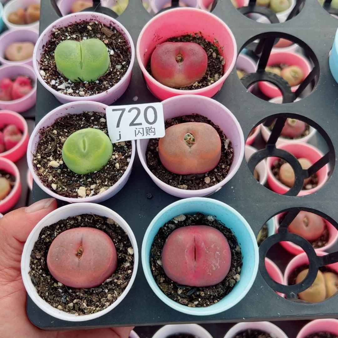 无花朵我****泥我很喜欢这个J720