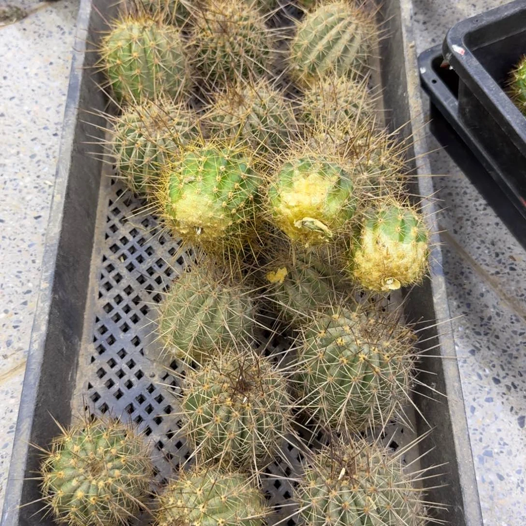 250无名毛花柱无根侧牙5公分左右，20包邮