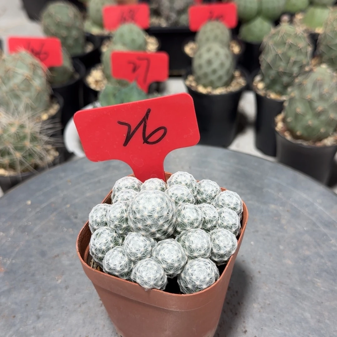 26号姬春心带盆发