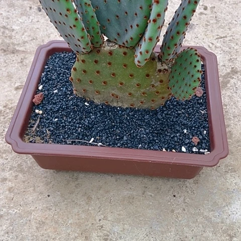 亦***然仙人掌红太古整群