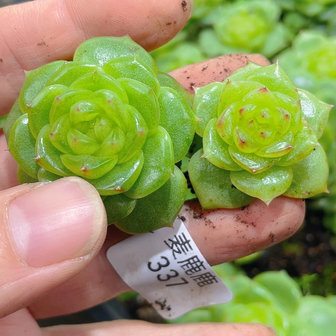 337。   翡19。