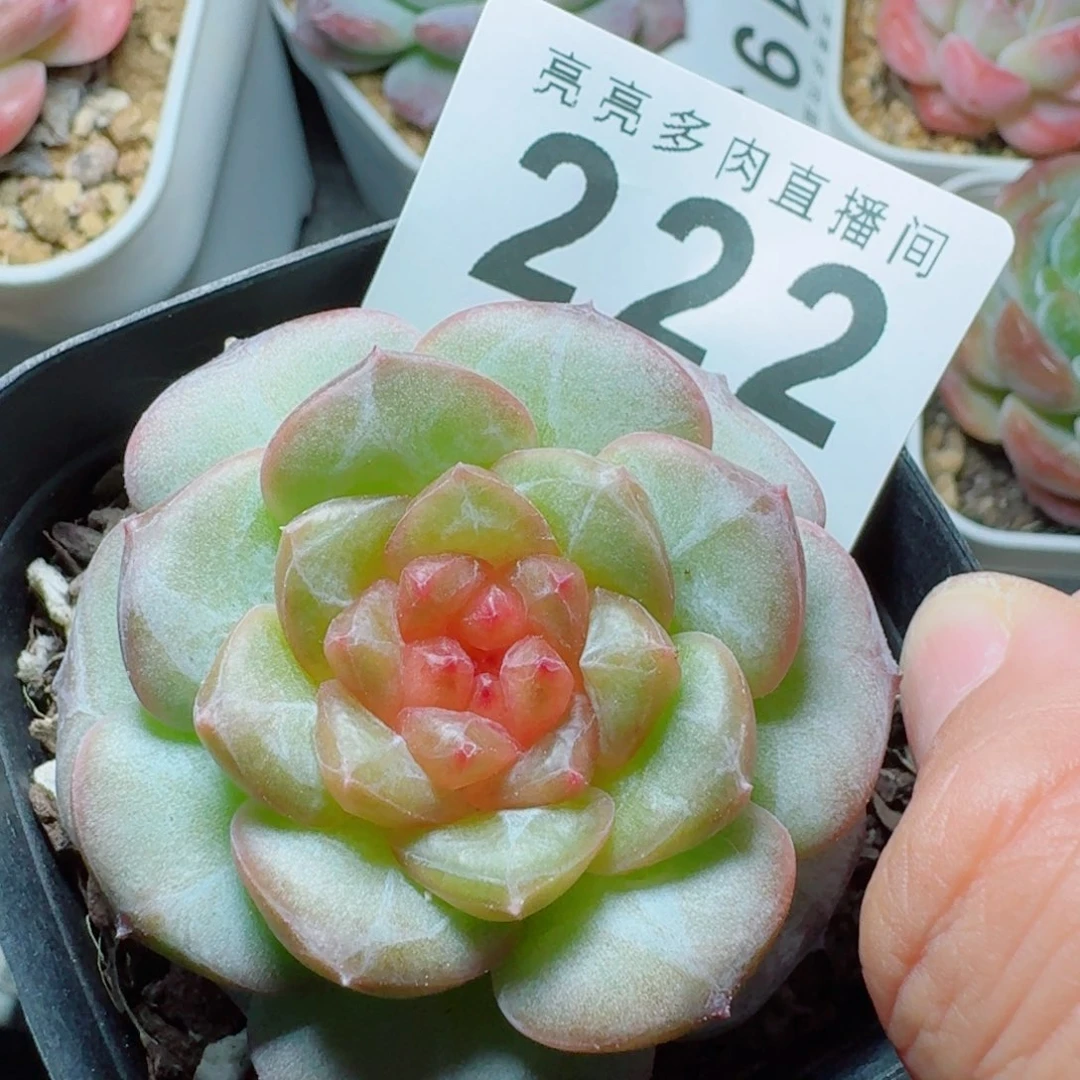 石榴籽琥珀            精美多肉植物