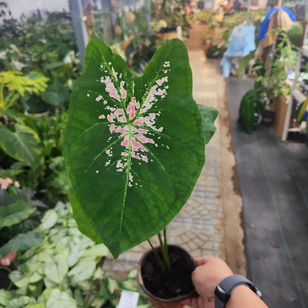 小盆芭蕾舞鞋彩叶芋室内观叶植物网红ins风懒人绿植