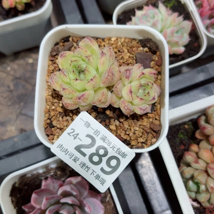 赤水晶无盆土发货无盆土发货