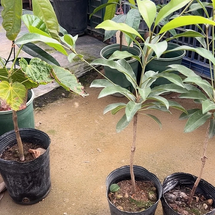 用***8天使246879968876787