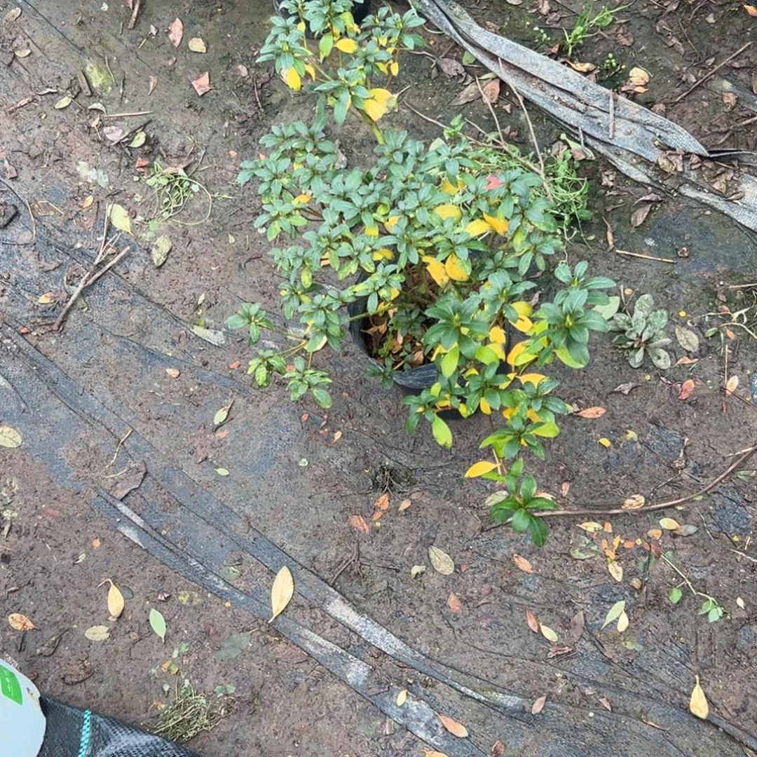 日***异完全开放球子杜鹃