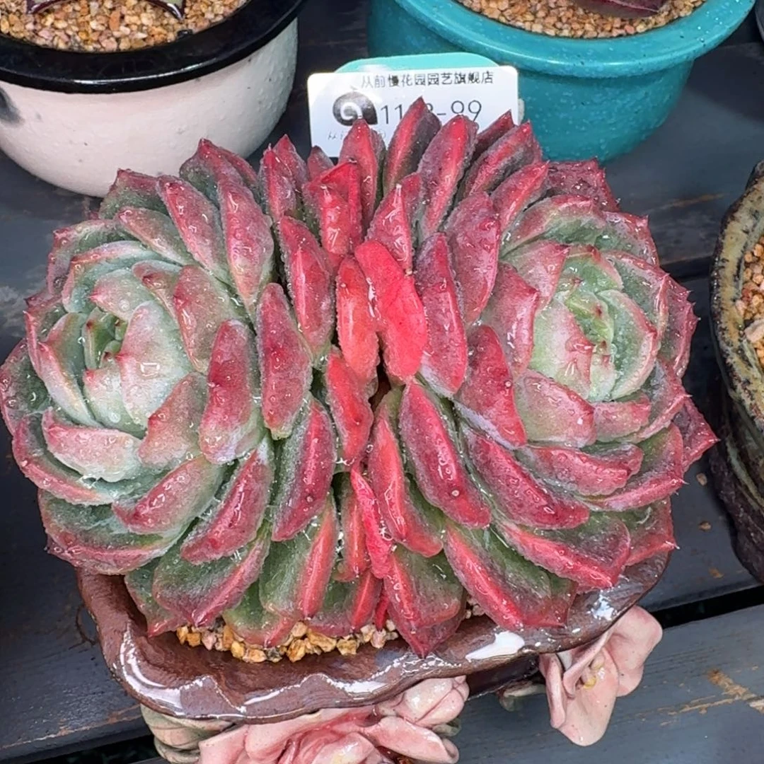 从前慢多肉精选编号1108.99