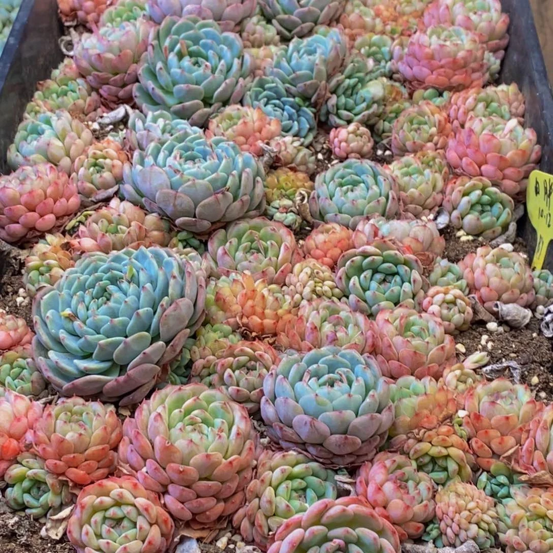 071多肉植物保护研究所所长助理