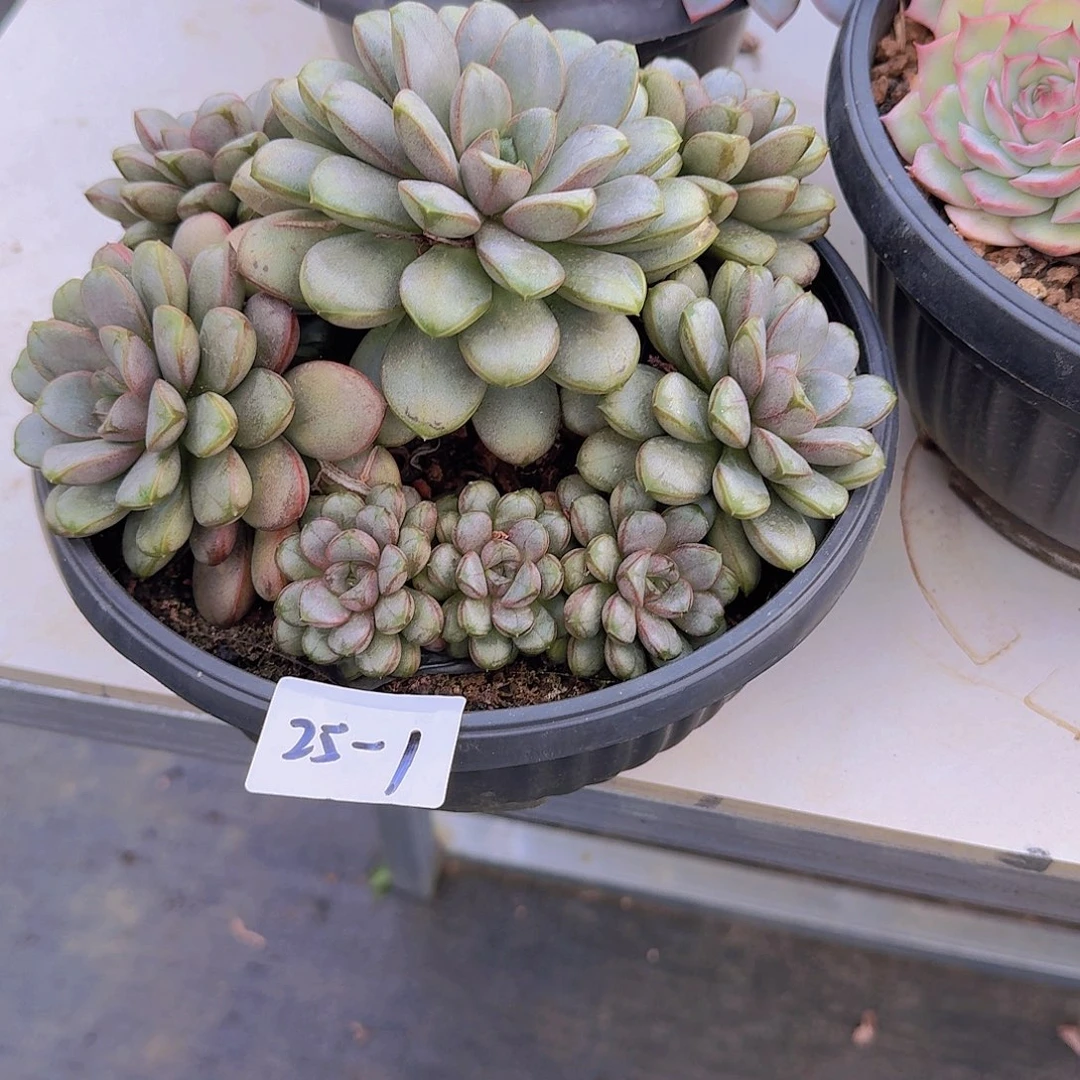 小***麻25-1葡萄多肉植物