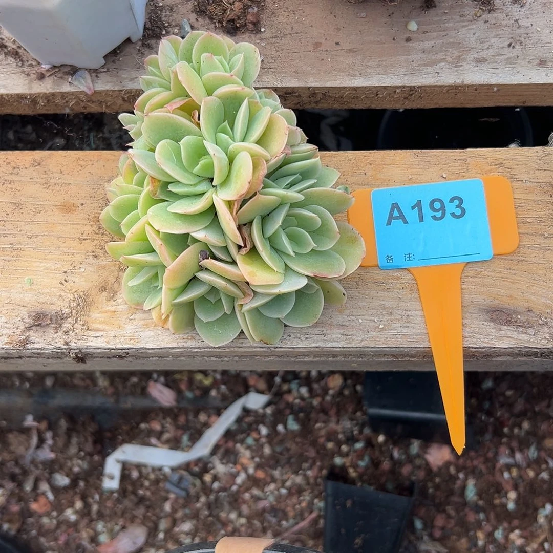 C***大多肉植物一物一拍